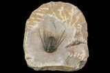 Kettneraspis Trilobite (Long Occipital Horn) - Lghaft, Morocco #146614-1